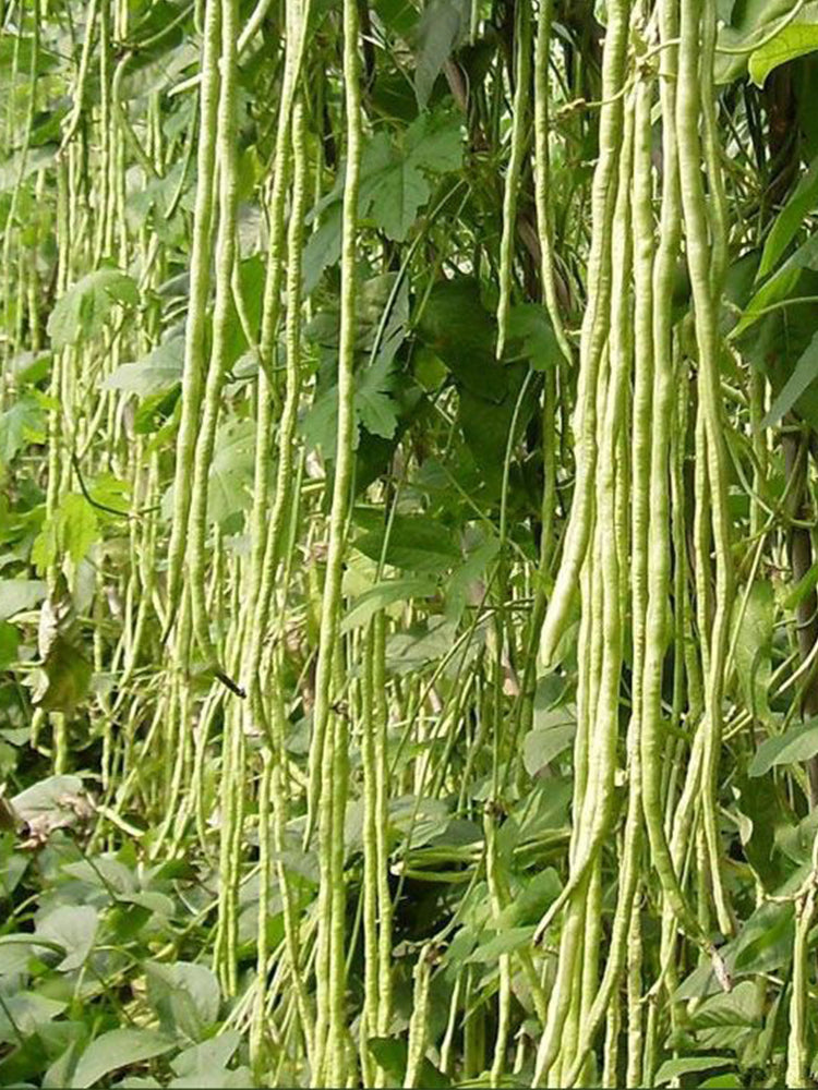 Yapajia 28-2 Yardlong Beans