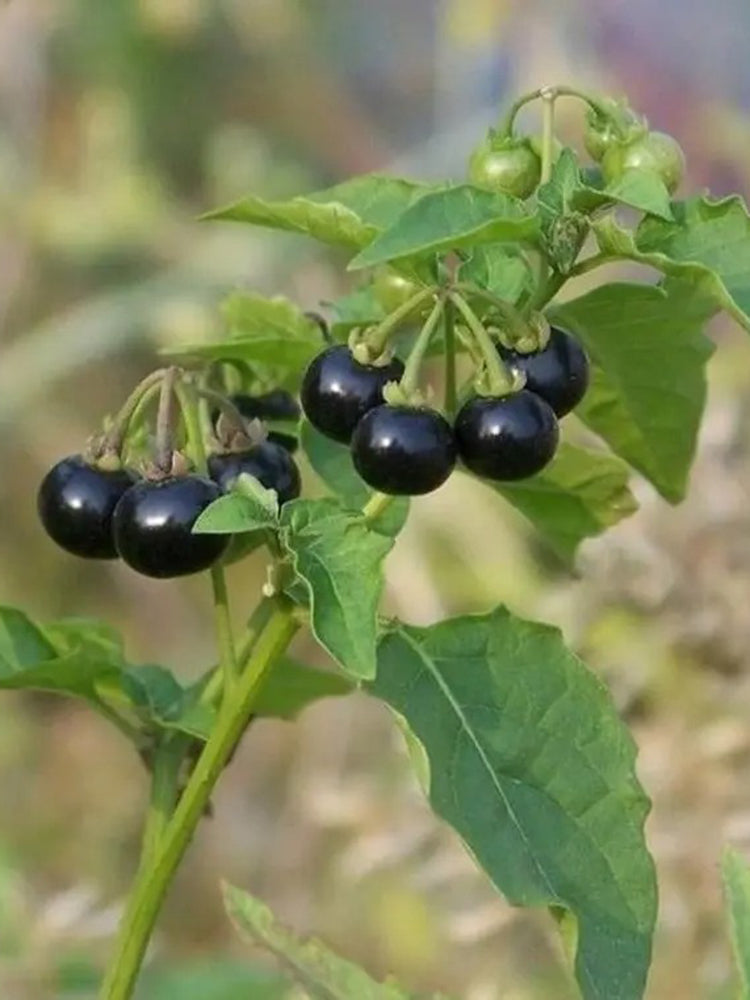 Black Nightshade