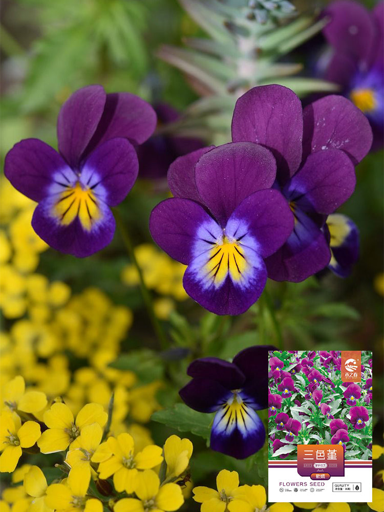 Hezhichun Pansy 'Ziyan'