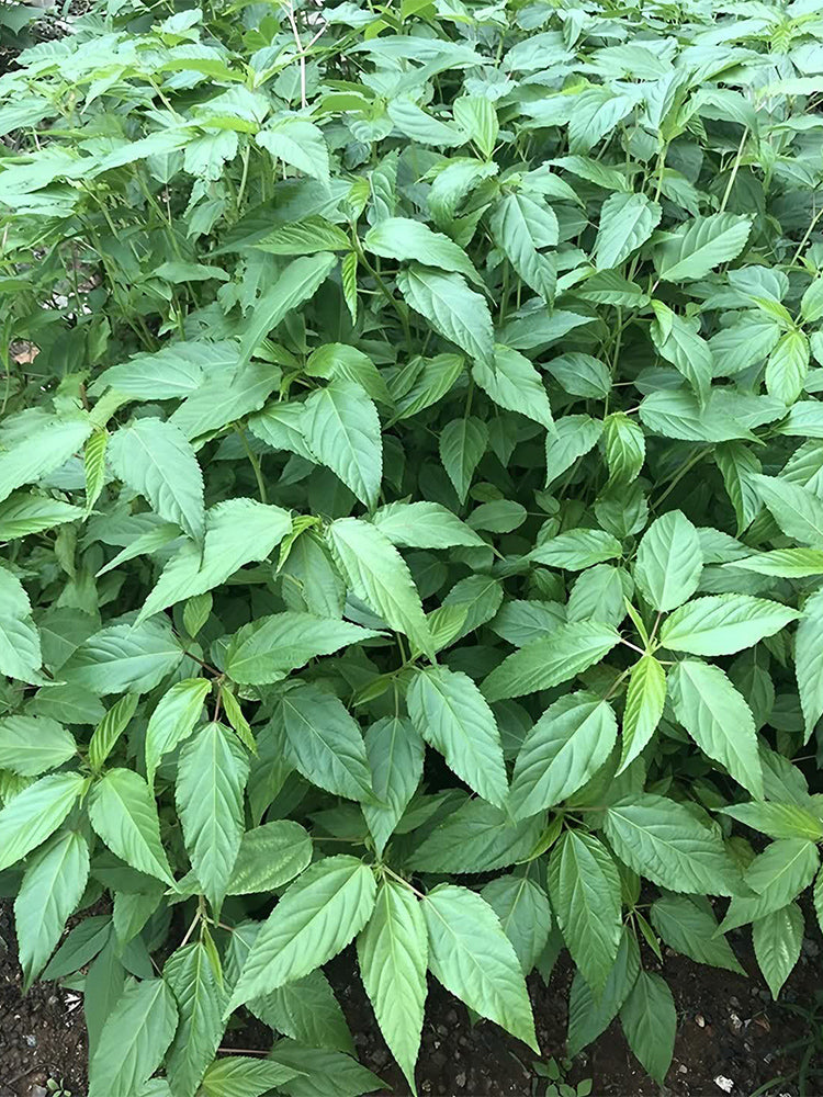 Corchorus olitorius