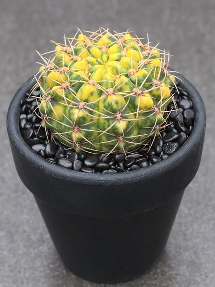 Variegated Gymnocalycium baldianum