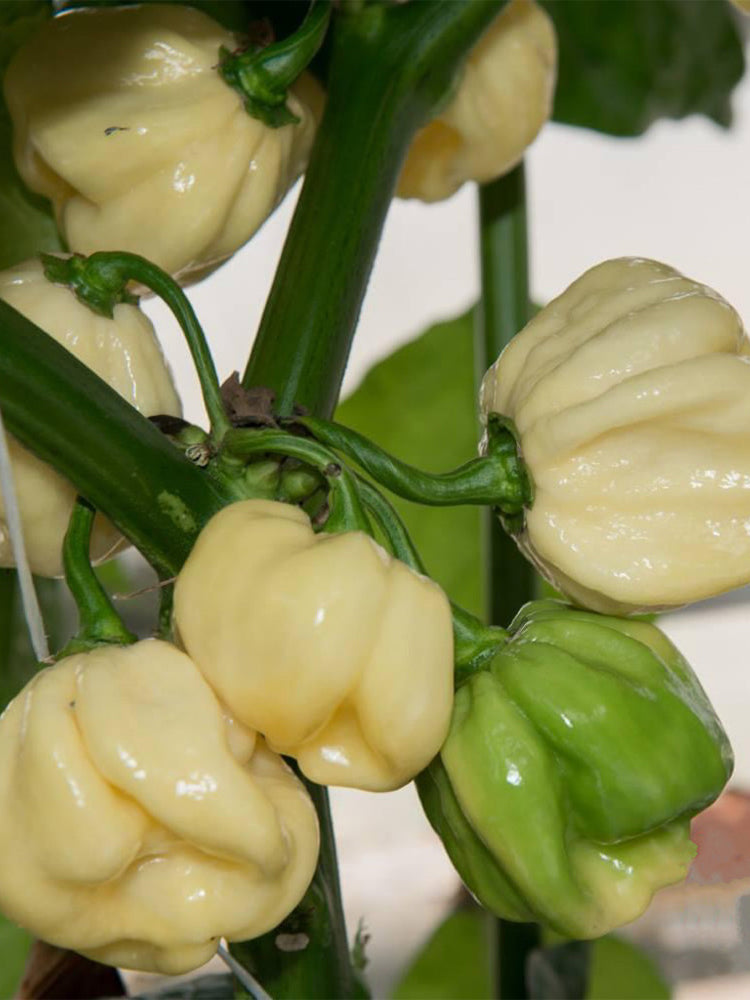 White Habanero Pepper