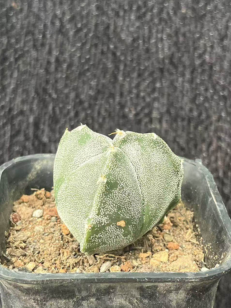 Triangular Bishop's Cap Cactus