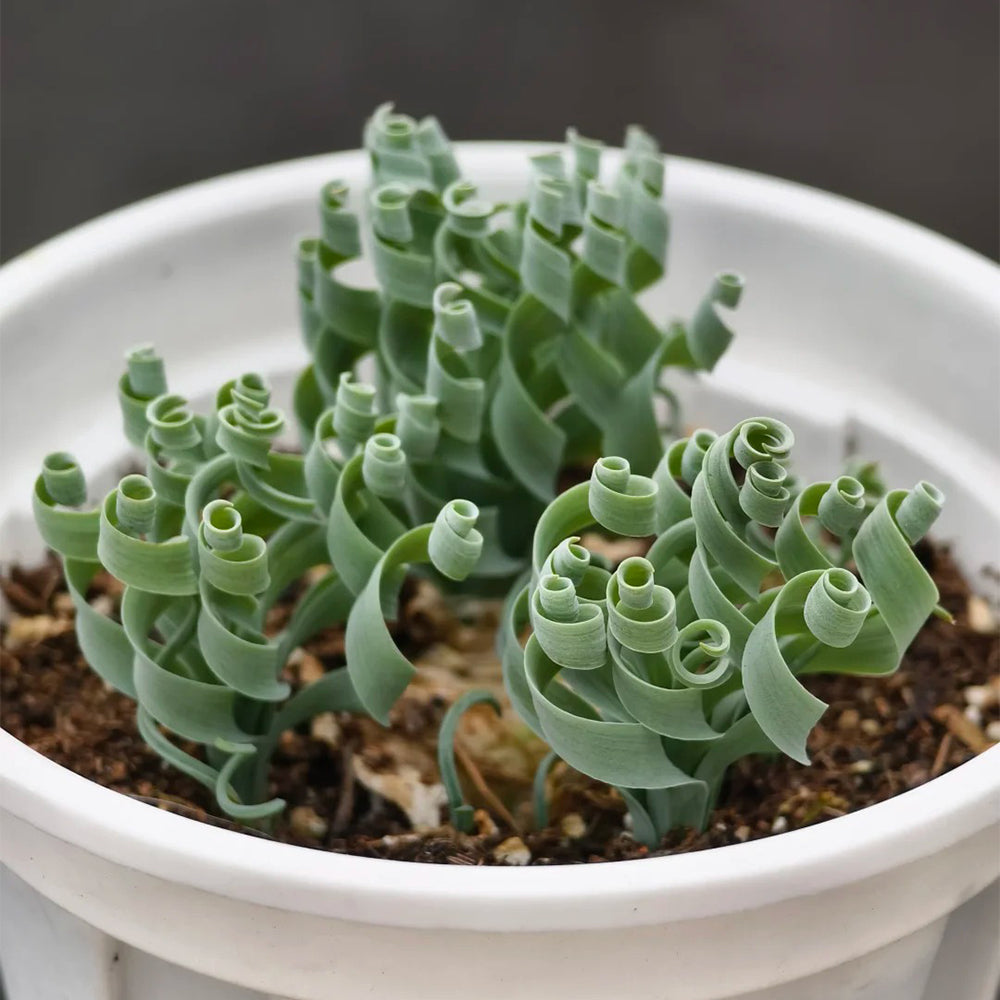 TD005 Albuca concordiana 'Guifei' Dormant Bulb