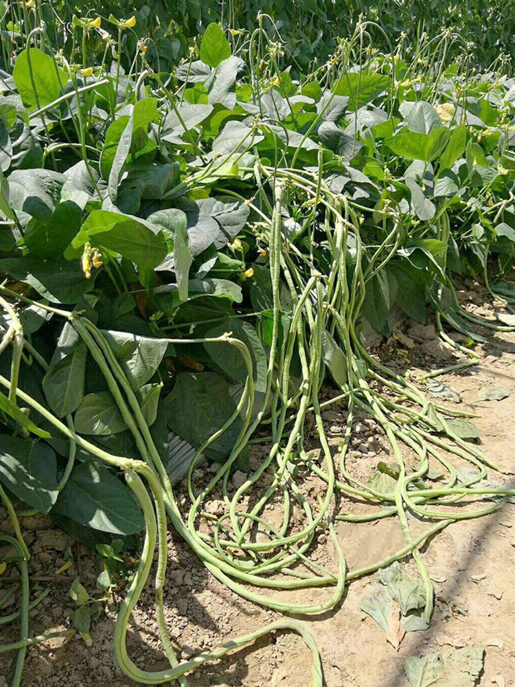 'Jiefeng' Dwarf Long Bean