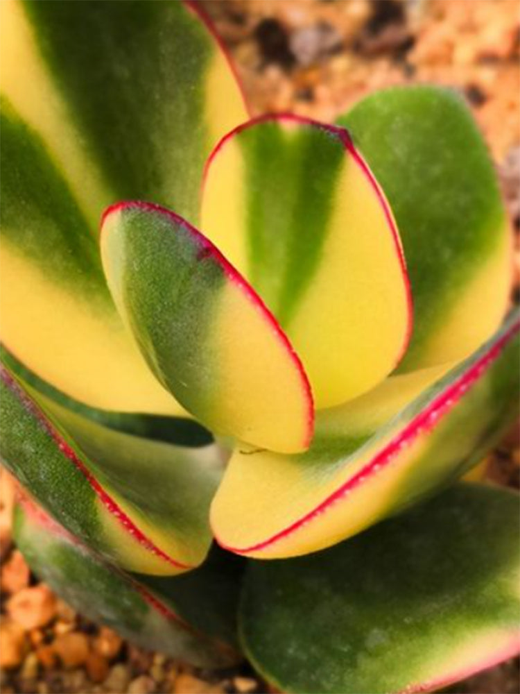 Crassula Ovata Variegated 6.0