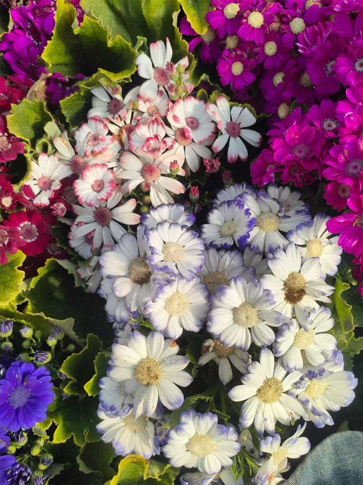 Mixed Colors Large-flowered Cineraria