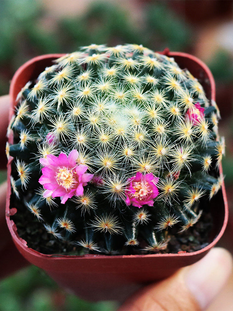Mammillaria schiedeana