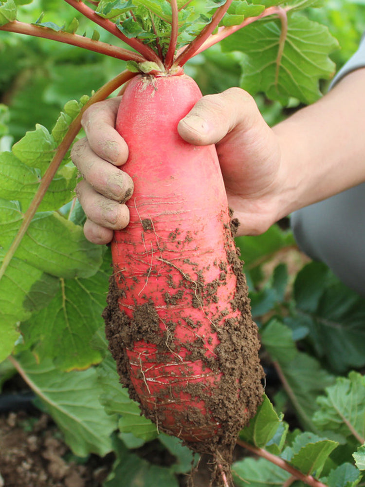 'Qishan Laobukang No.1' Water Radish