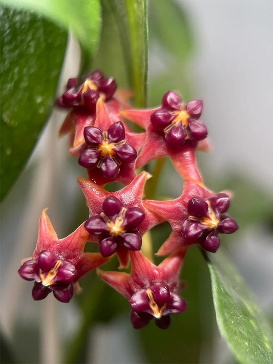 Hoya lobbii Unrooted Stem Cuttings