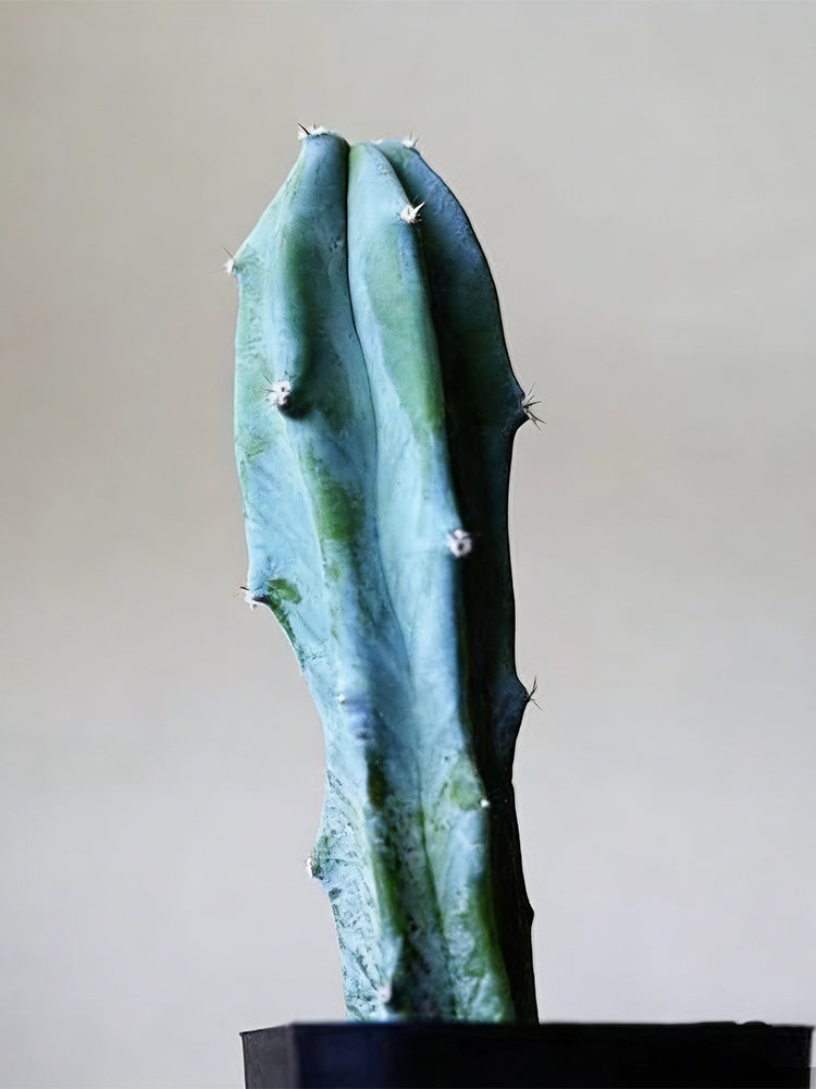 Myrtillocactus geometrizans