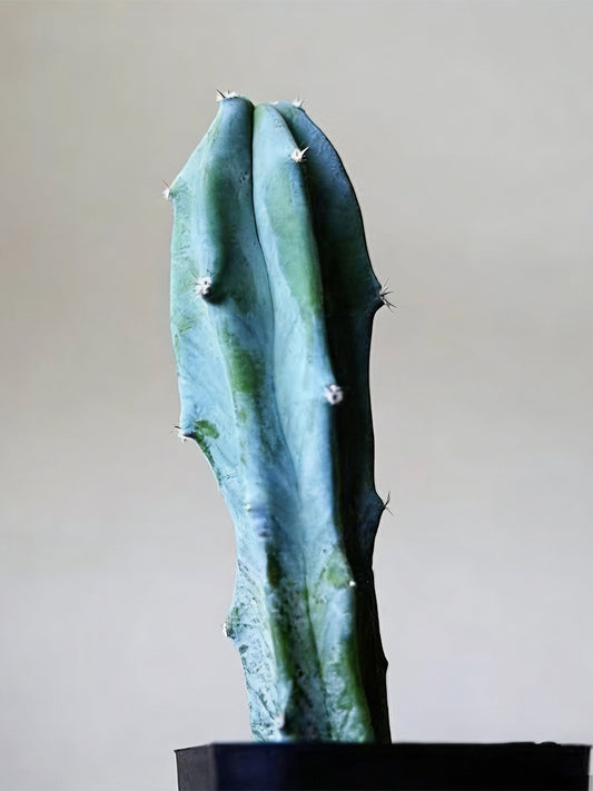 Myrtillocactus geometrizans