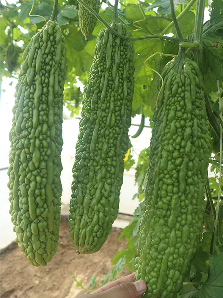 'Saibilu' Bitter Melon
