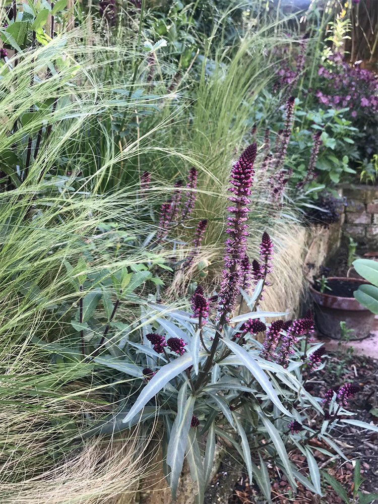 'Beaujolais' Purple Loosestrife