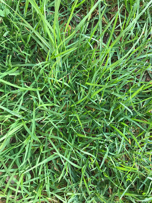 Bermudagrass