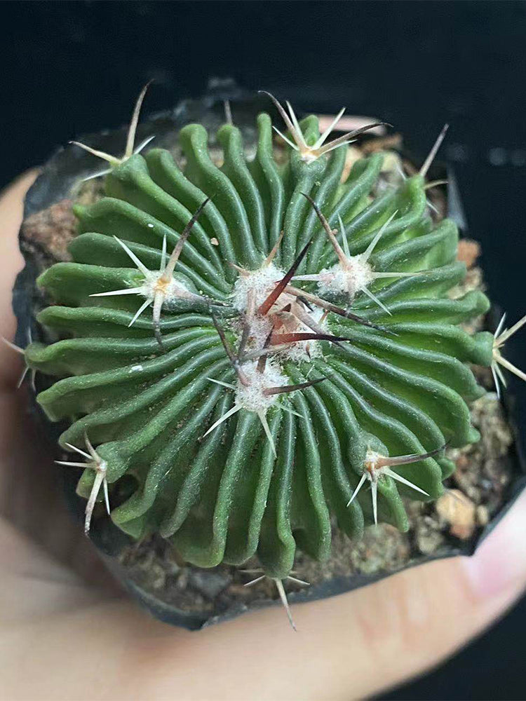 Echinofossulocactus multicostatus