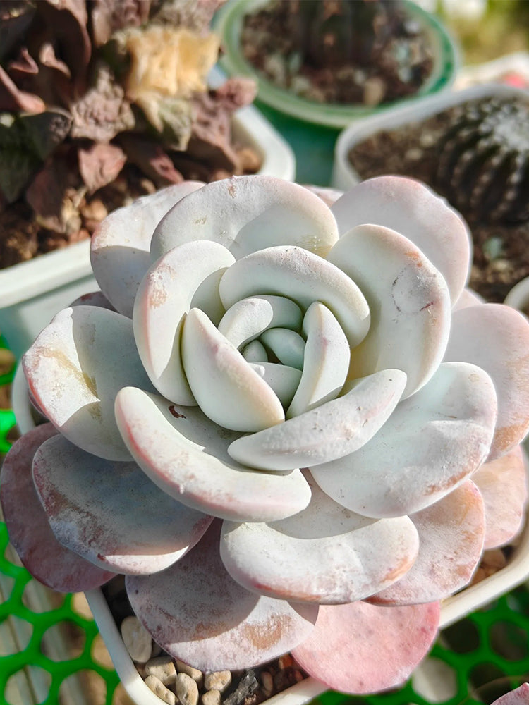 Echeveria laui