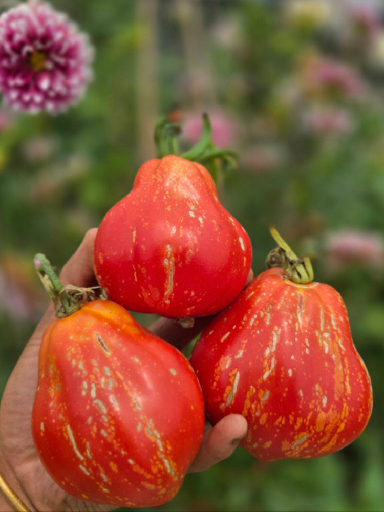 992 Brutti Tomato