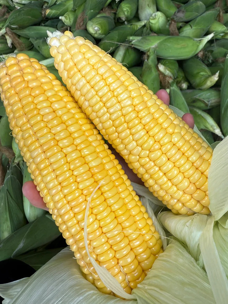 Xiami Sweet Corn