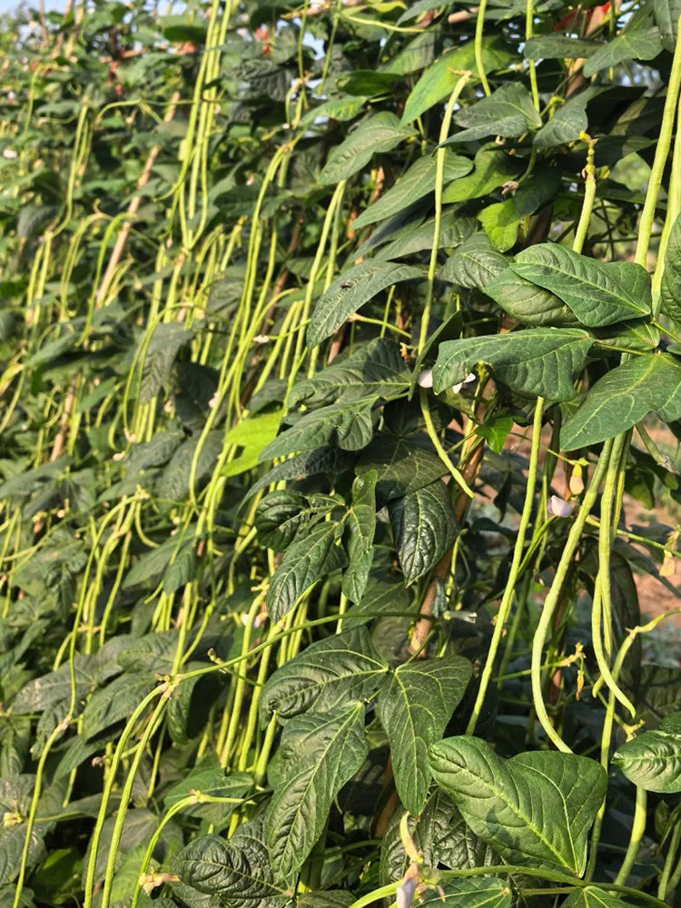 Jiaduobao Yardlong Bean