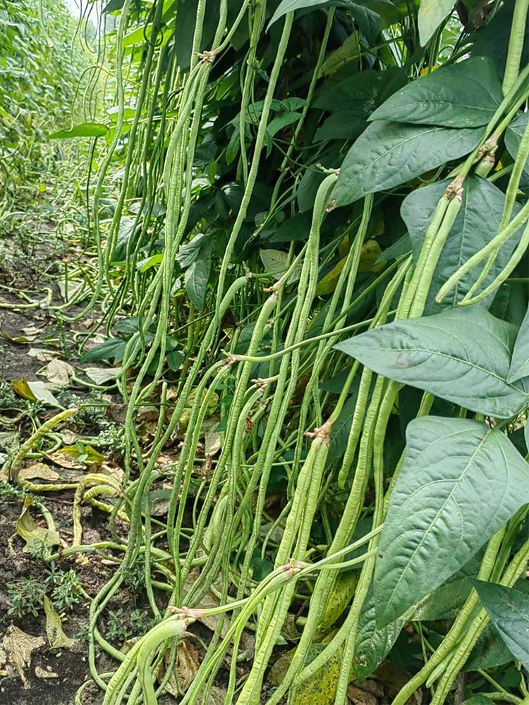 Small-Leaf High-Yield No.4 Long Bean