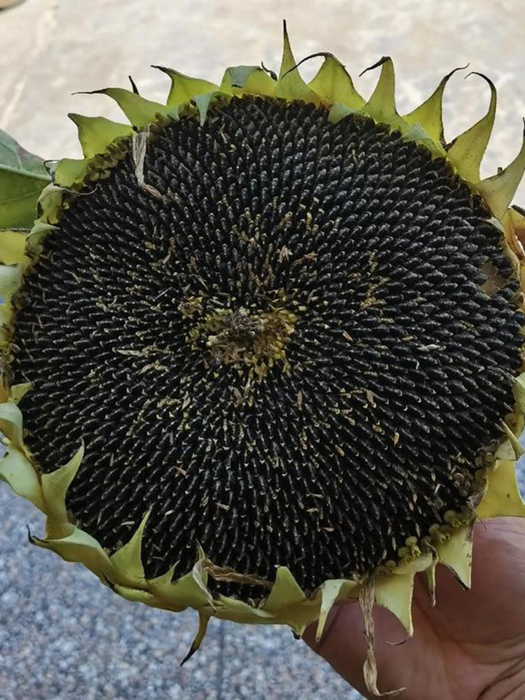 Short-stemmed Oil Sunflower