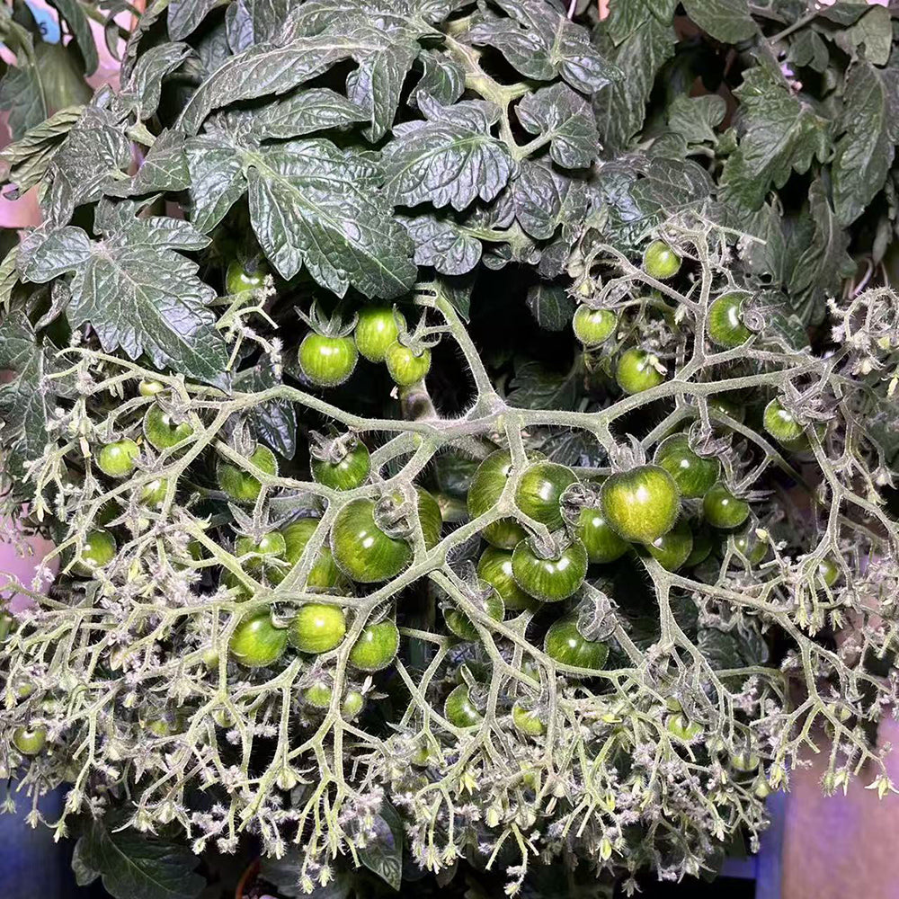 800 Explosion Head Mini Dark Stripe Tomato