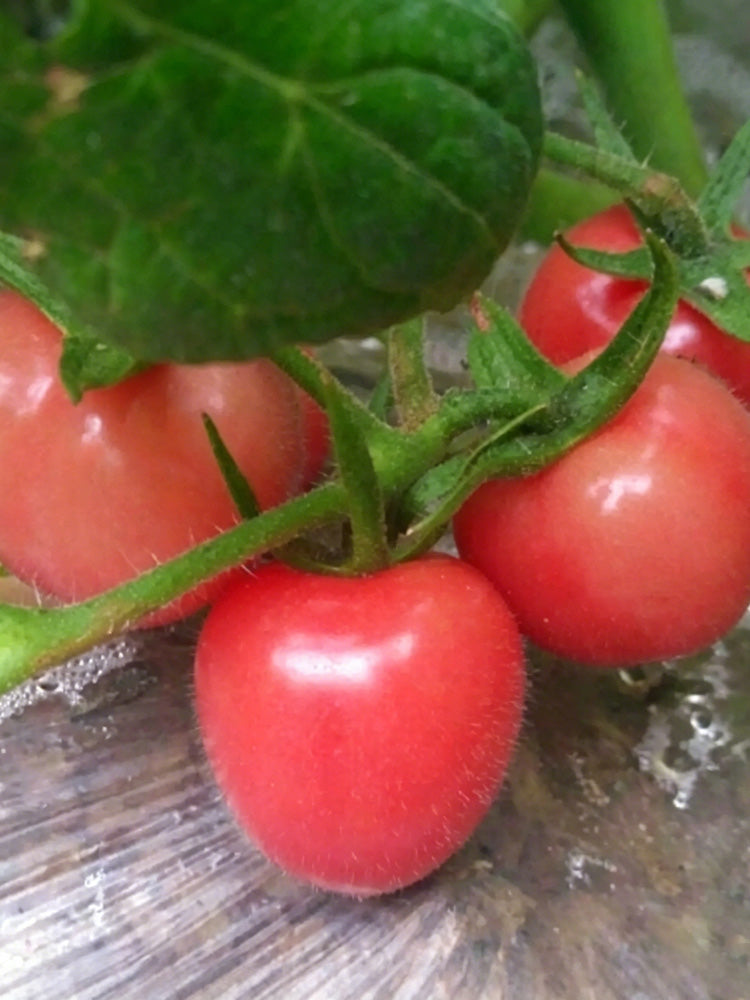 Saint Anne Cherry Tomato