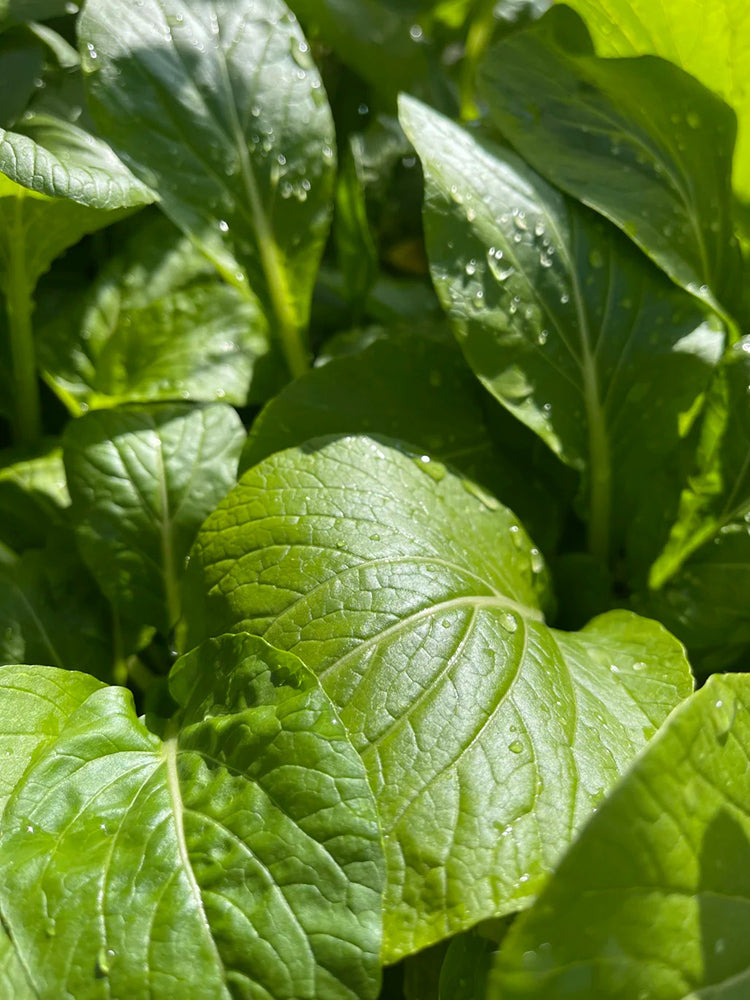 Jiemei Pak Choi