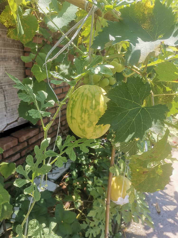 Lemon Candy Watermelon