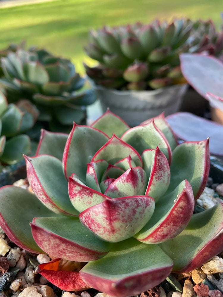 Echeveria cv. 'Bullfighter'