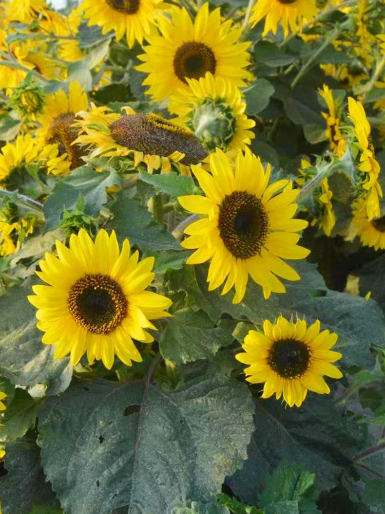 Chihuahua Dwarf Ornamental Sunflower