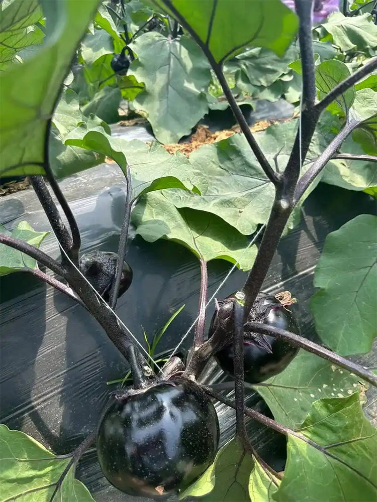 'Heiyuanshuai' Round Eggplant