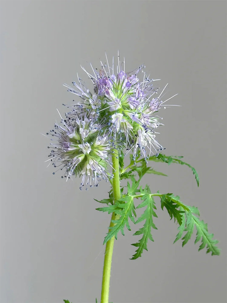 Lacy Phacelia