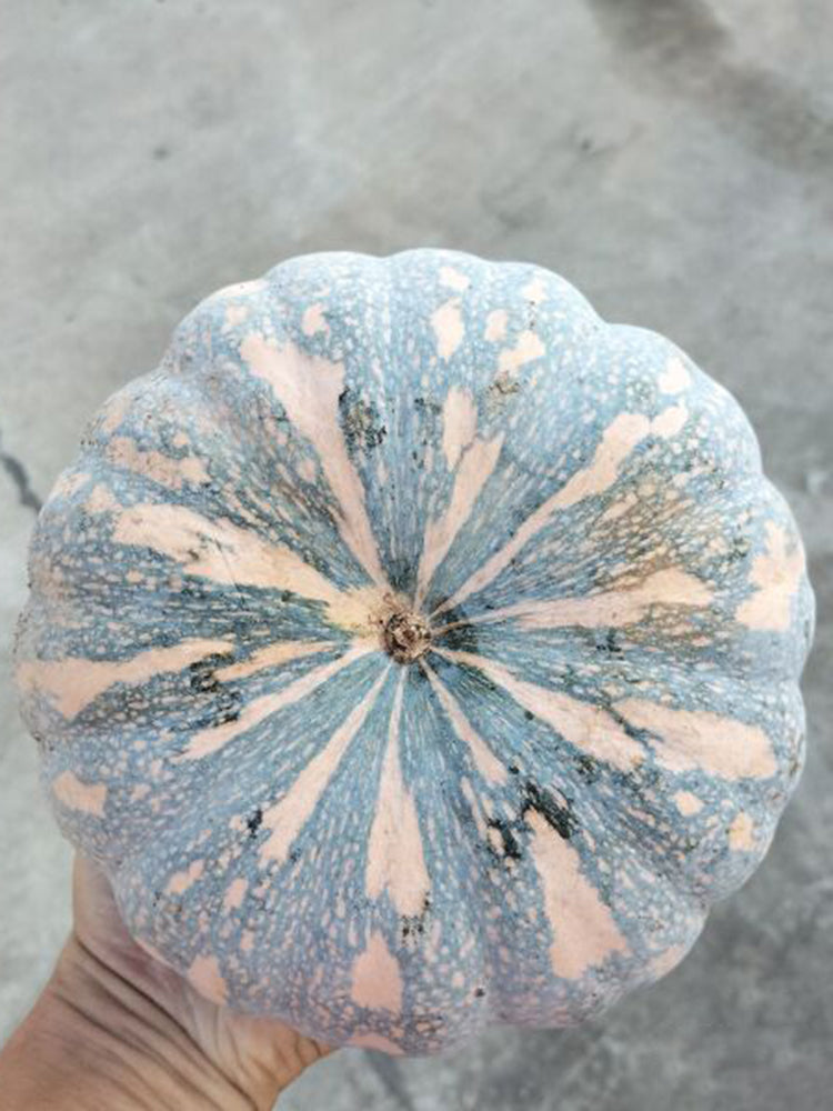 Sweet Dough Millstone Pumpkin