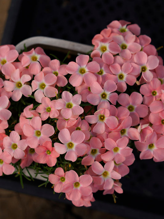 Oxalis obtusa Series Bulb - 'Grapefruit'