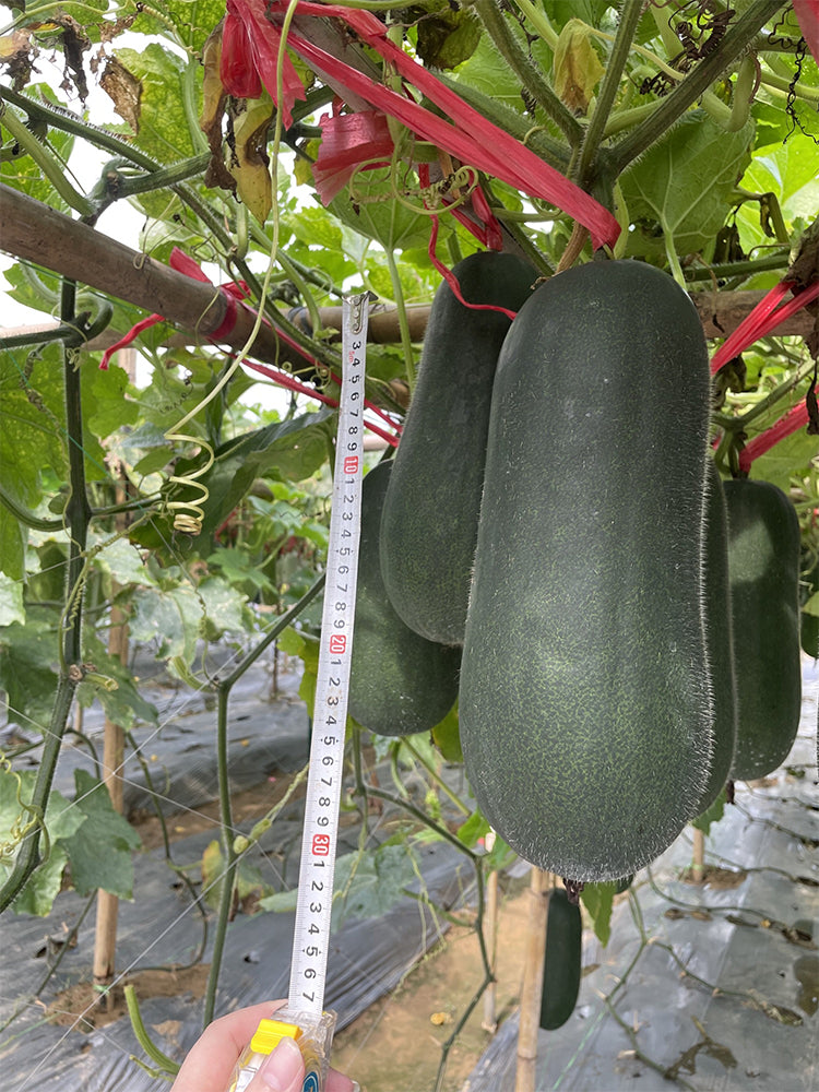 'Xiaoyou' Small Wax Gourd
