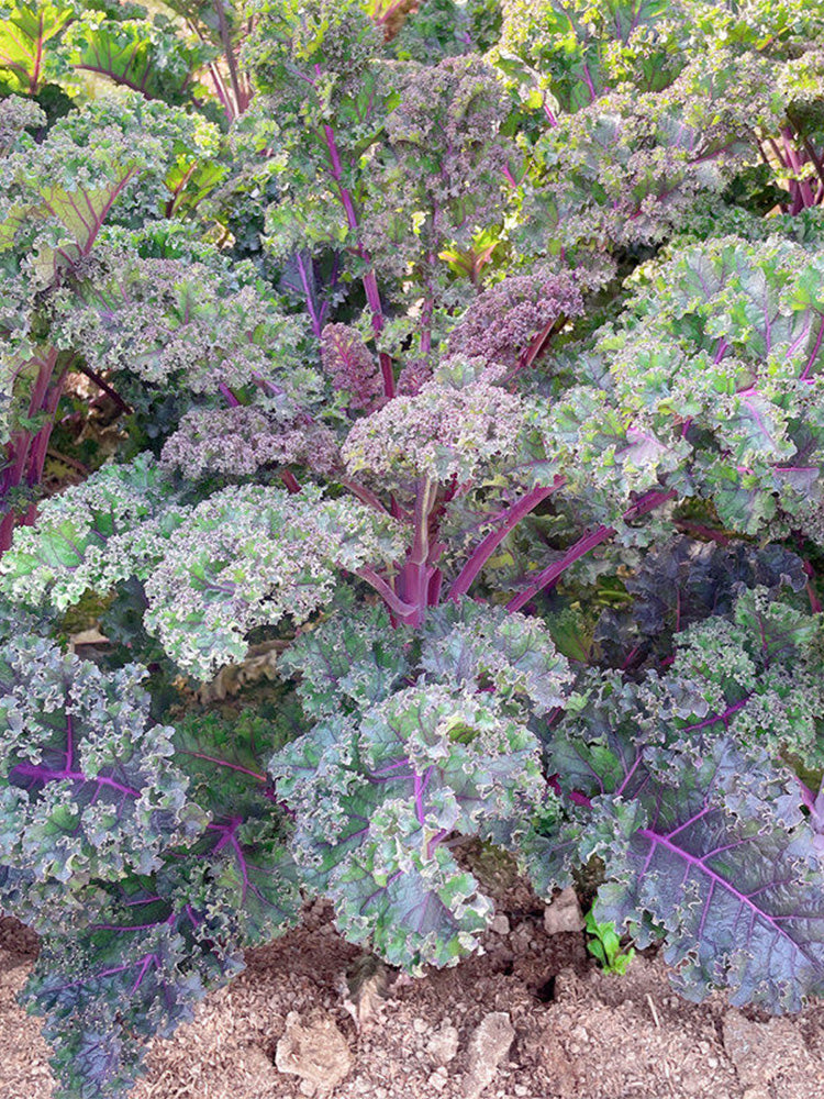 Purple Kale