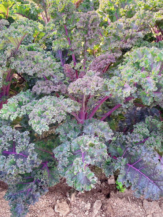 Purple Kale
