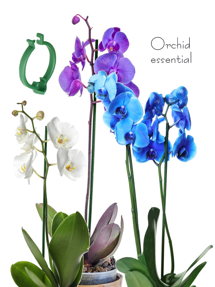 N241 Orchid Support Stakes