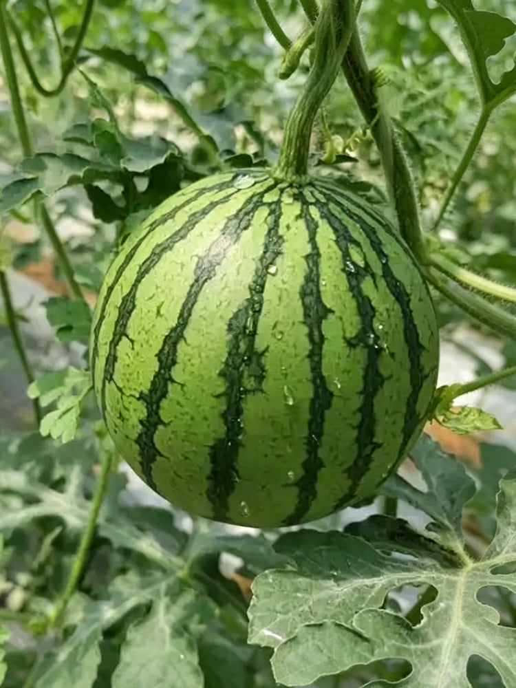 Linglong Yellow Watermelon