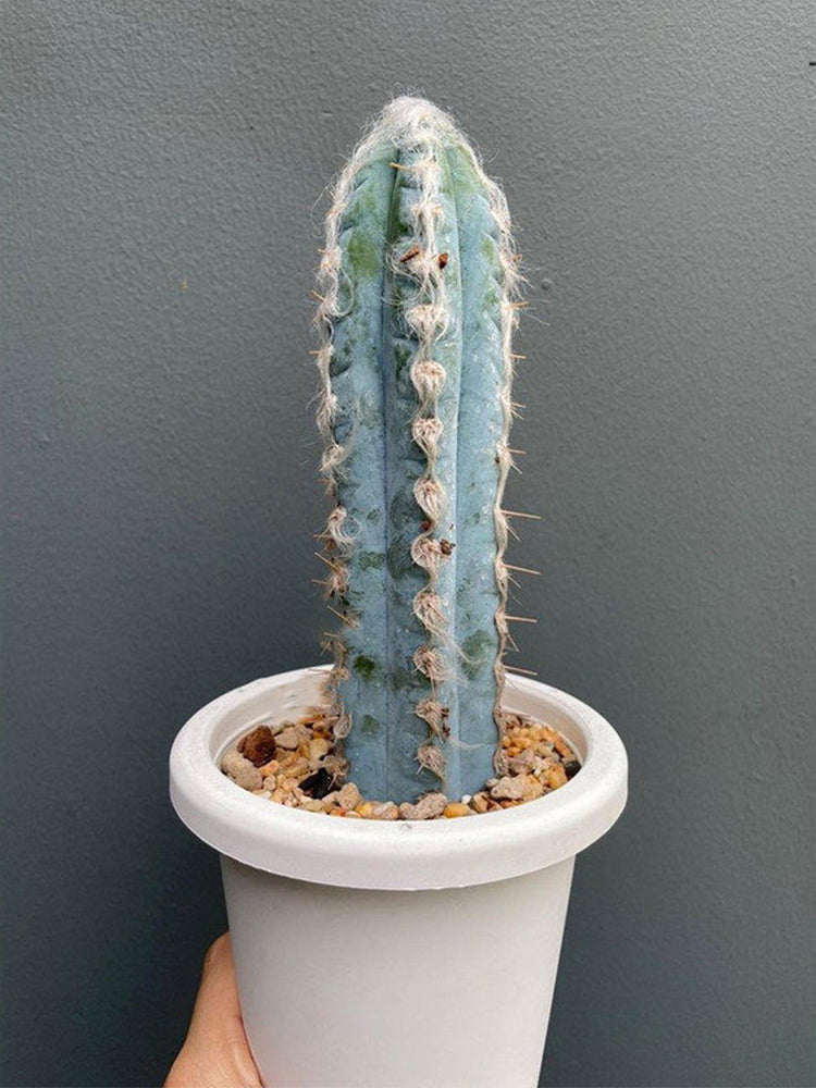Pilosocereus azureus