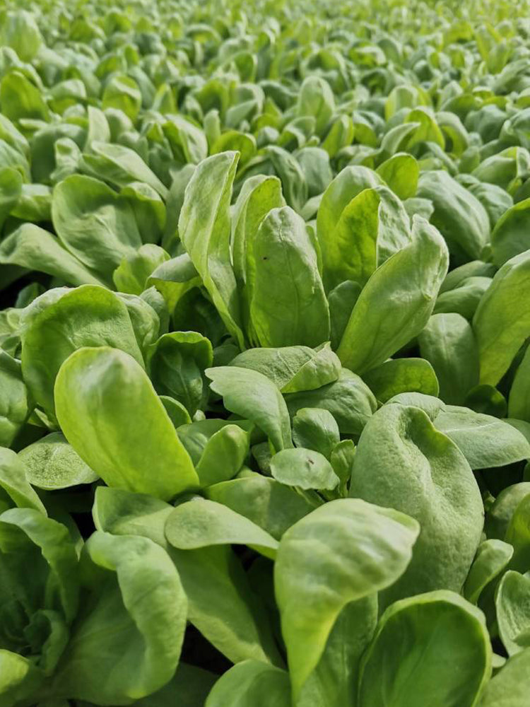 Large-Leaf Chrysanthemum Greens