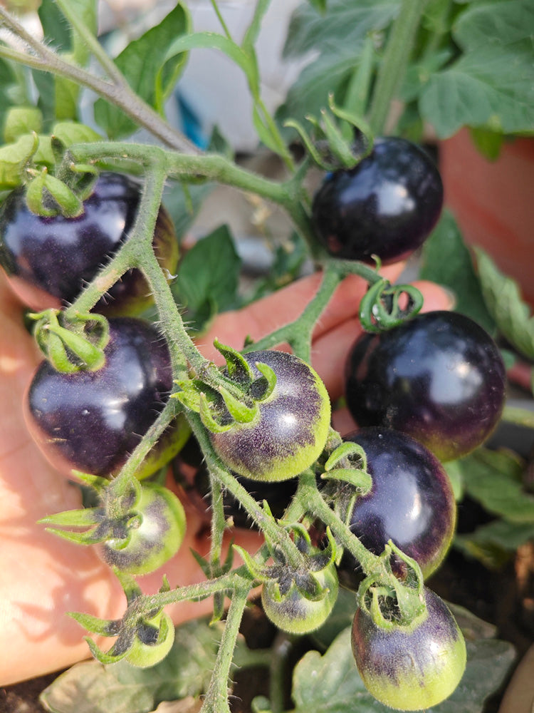 Black Enchantress Fruit Tomato