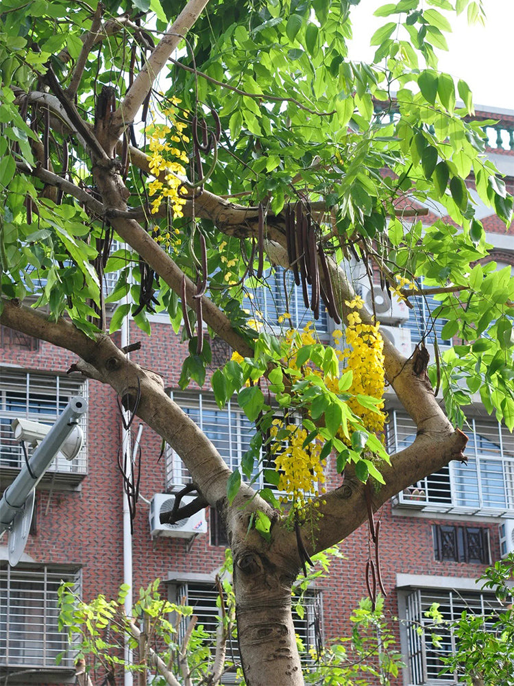 Golden Shower Tree