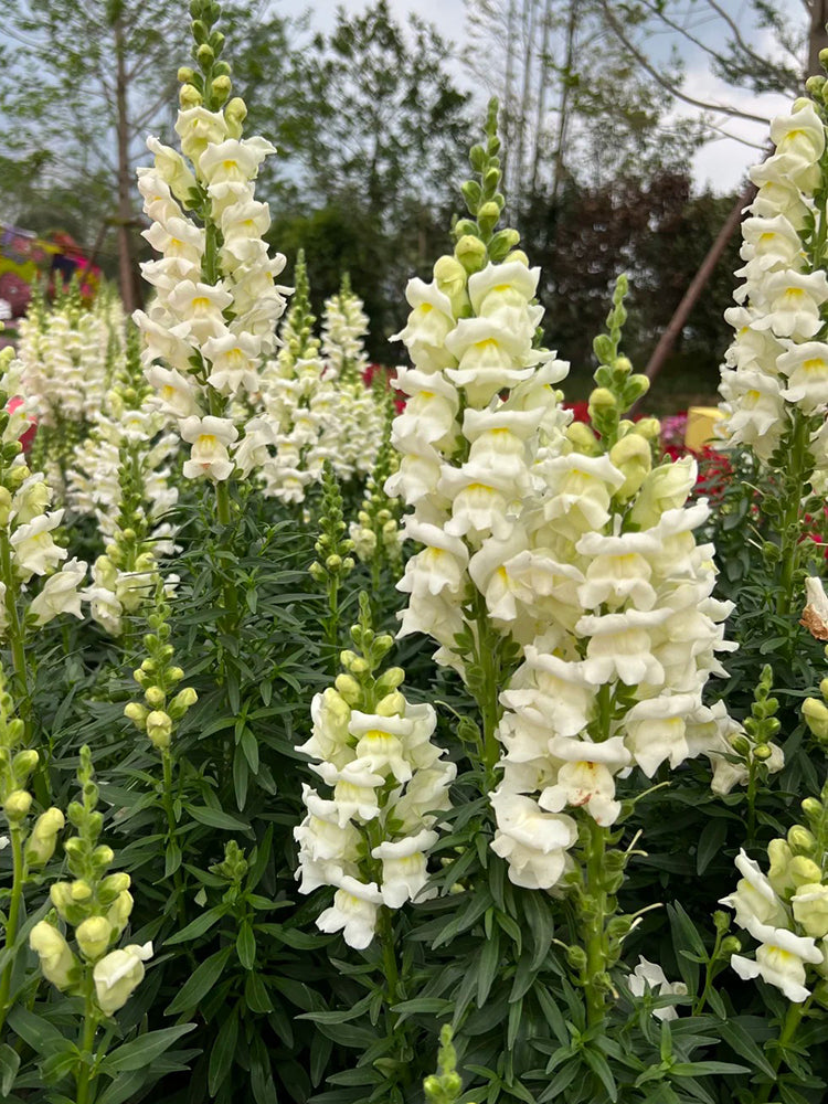Madame Butterfly White Snapdragon