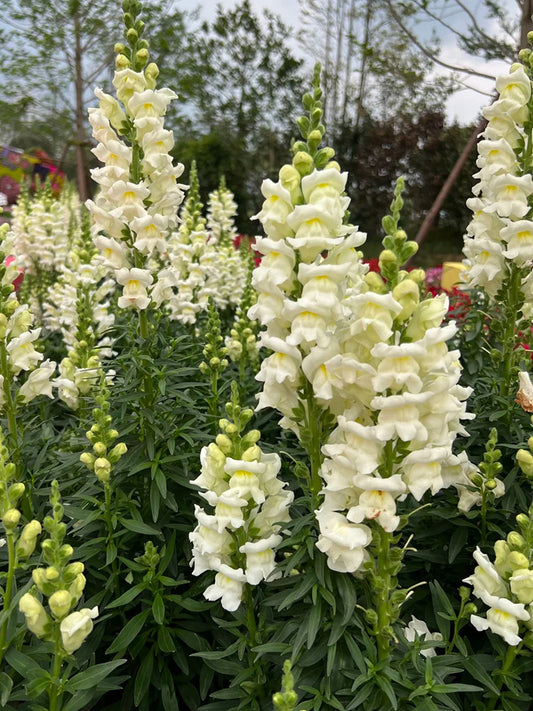 Madame Butterfly White Snapdragon