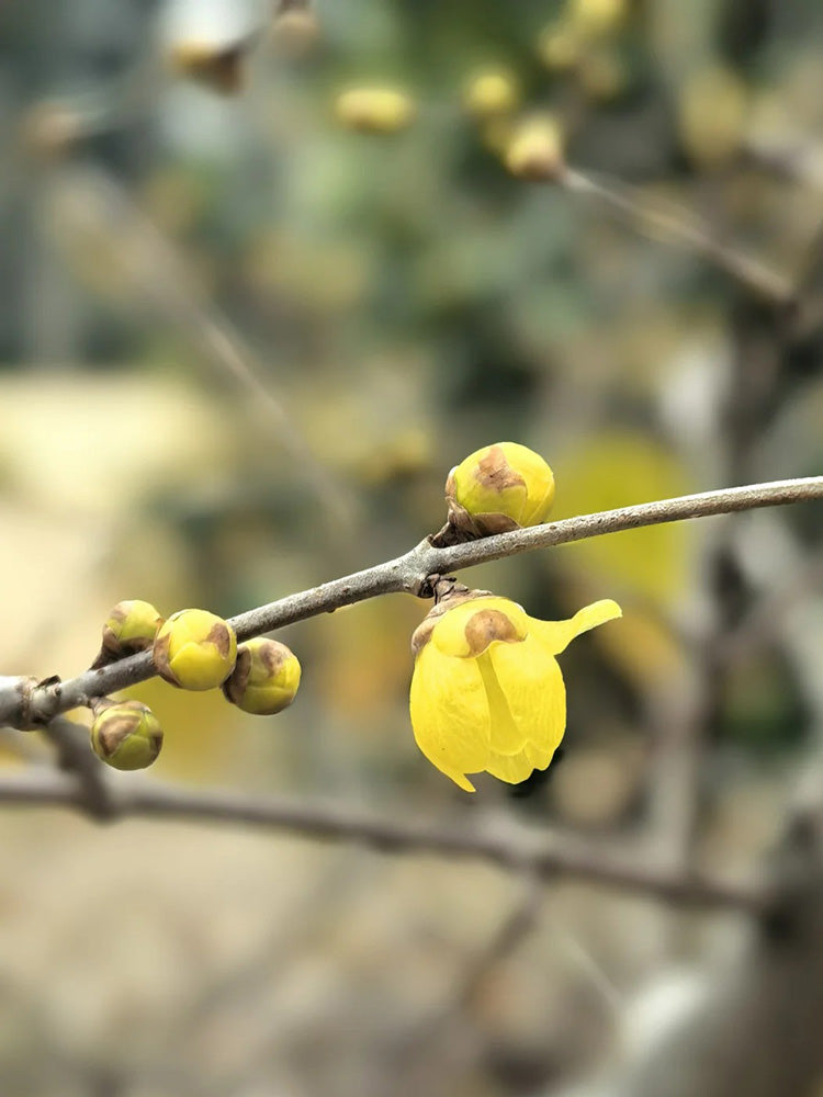 Large Flower Pure Yellow Wintersweet