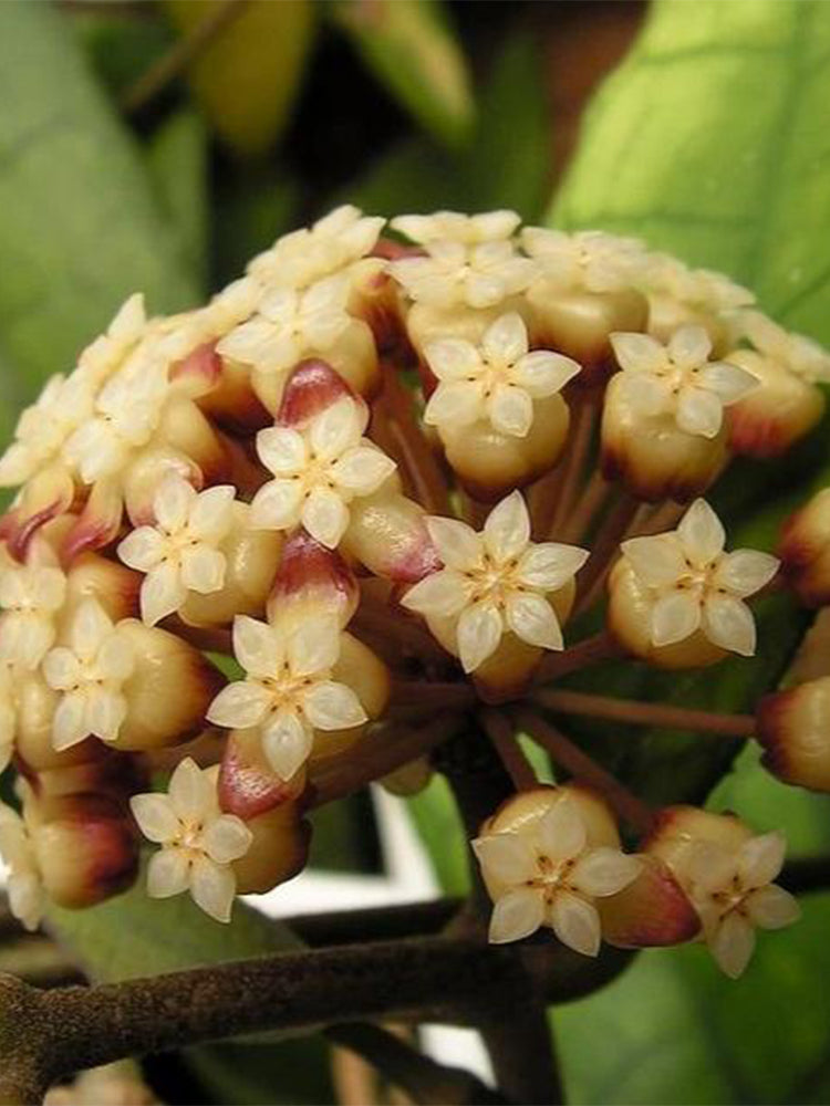 Hoya finlaysonii 'Narrow Leaf'