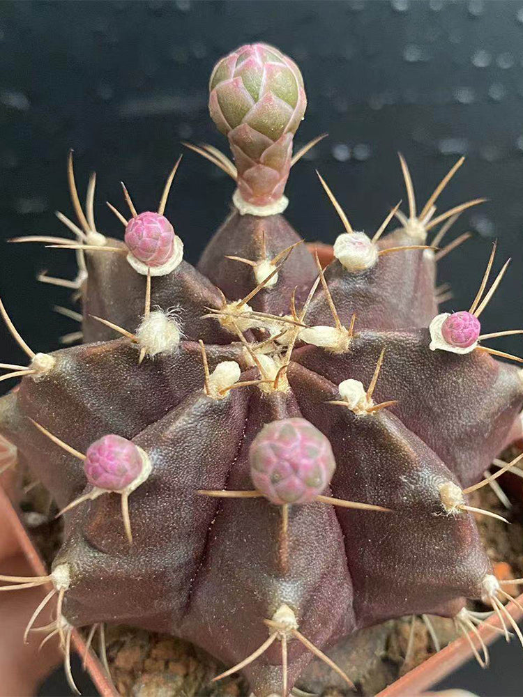Gymnocalycium mihanovichii 'Hibotan Purple'